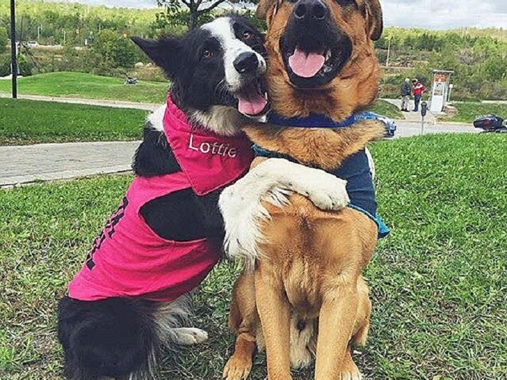 Забавные собаки-обнимашки стали звездами сети. Фото