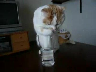 Хит сети: кот необычно пьет воду. Видео