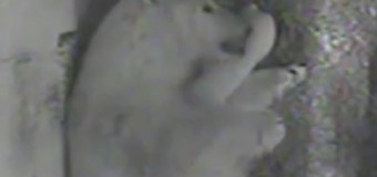 В сети появилось трогательное видео с новорожденным полярным медвежонком