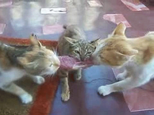 Кошки смешно поделили кусок мяса. Видео
