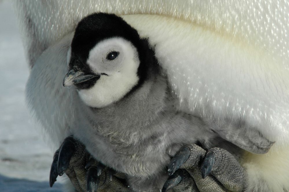 Новорожденные пингвины стали звездами сети. Видео