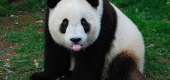 Смешная панда заставила смеяться пользователей сети. Видео