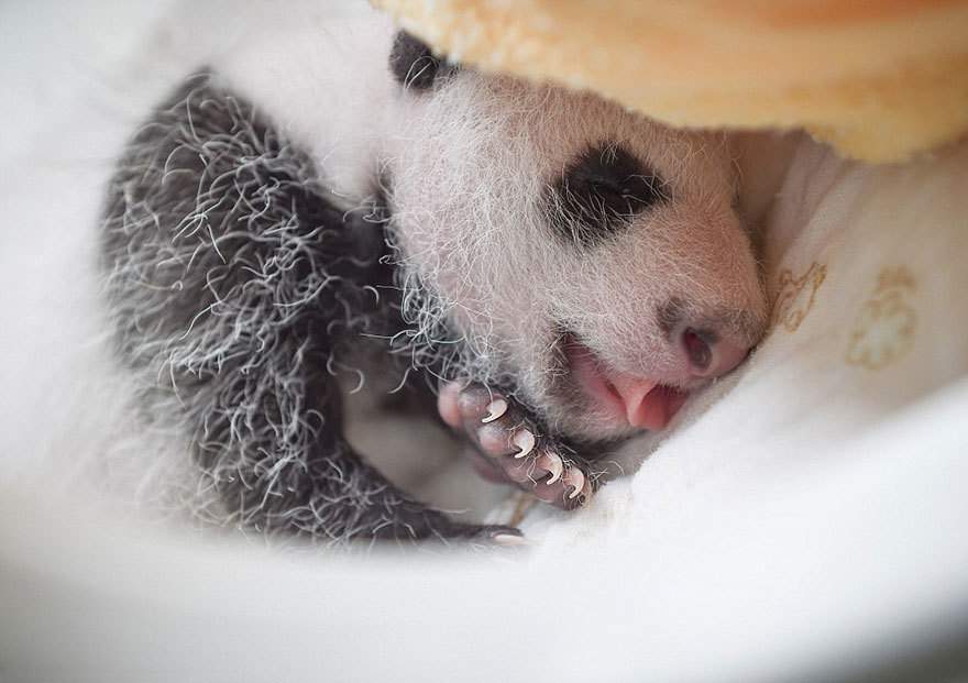 Маленькие панды из Китая покорили интернет. Фото