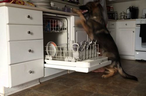 Хит сети: овчарка помогает хозяевам мыть посуду. Видео