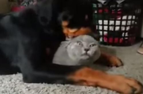 Ротвейлер обожает кошку, с которой живет. Видео