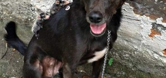 Собака, которая усыновила опоссумов, покорила сеть. Фото. Видео