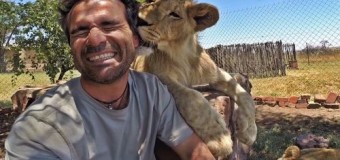 Хит сети: львы приняли мужчину в свою стаю. Видео