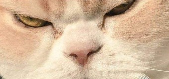 Японский кот покорил интернет своей «адской» мордочкой. Фото