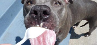 Сеть «взорвали» собаки, любящие мороженое. Фото