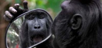 Смешная обезьяна с зеркалом покорила сеть своими выкрутасами. Фото