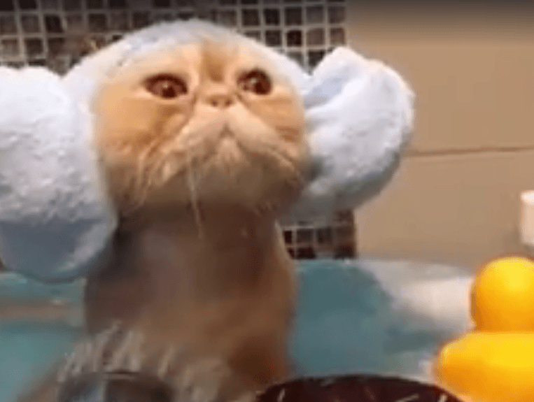 Рыжий кот, принимающий ванну, стал звездой сети. Видео