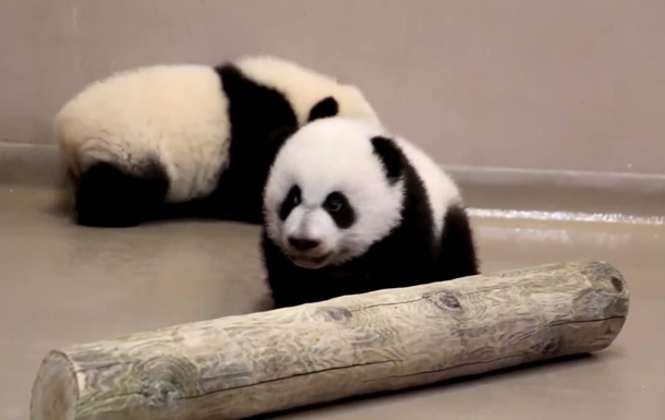 Хит сети: детеныши панды делают первые шаги. Видео