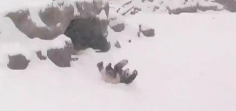 Сеть покорила панда, валяющаяся в снегу. Видео