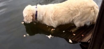 Пес учит хозяина ловить рыбу. Видео