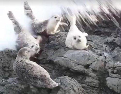 Тюлени, которые не смогли противостоять волне, стали звездами сети. Видео
