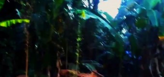 Очевидцы сняли призрака в джунглях. Видео