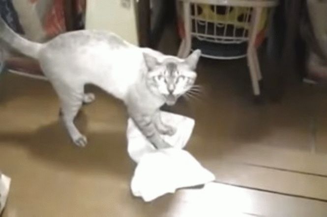 Видео, на котором кот самостоятельно моет полы тряпкой, покорил пользователей