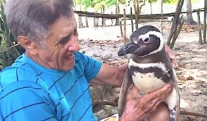 Пингвин ежегодно посещает своего спасителя. Видео