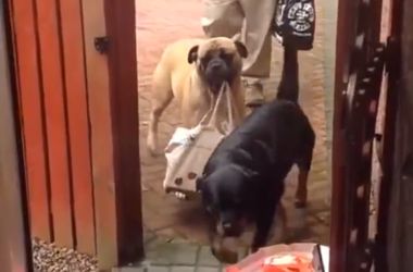 Сеть покорило видео с собакой, которая помогает хозяину нести сумки