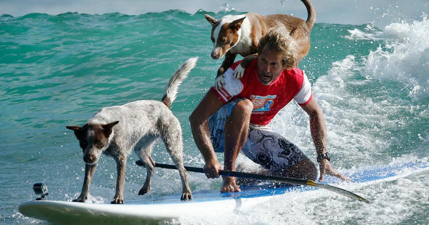 Собаки-серфингисты покорили сеть. Фото