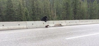 Мама учит медвежонка правилам дорожного движения. Видео
