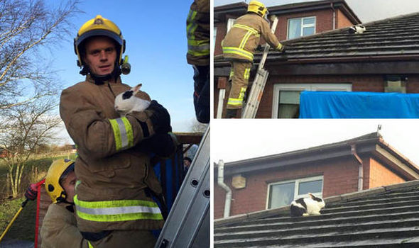 Хит сети: спасатели гонялись за кроликом по крыше дома. Фото