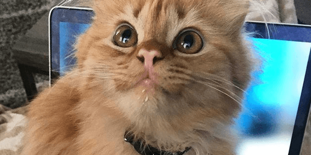 Самый улыбчивый в мире котенок покорил пользователей сети. Фото