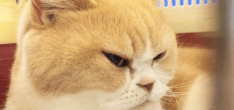 Недовольный кот рассмешил пользователей сети. Фото