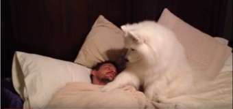 Хит сети: собака стала «добрым будильником» для своего хозяина. Видео