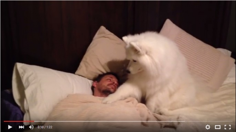 Хит сети: собака стала «добрым будильником» для своего хозяина. Видео
