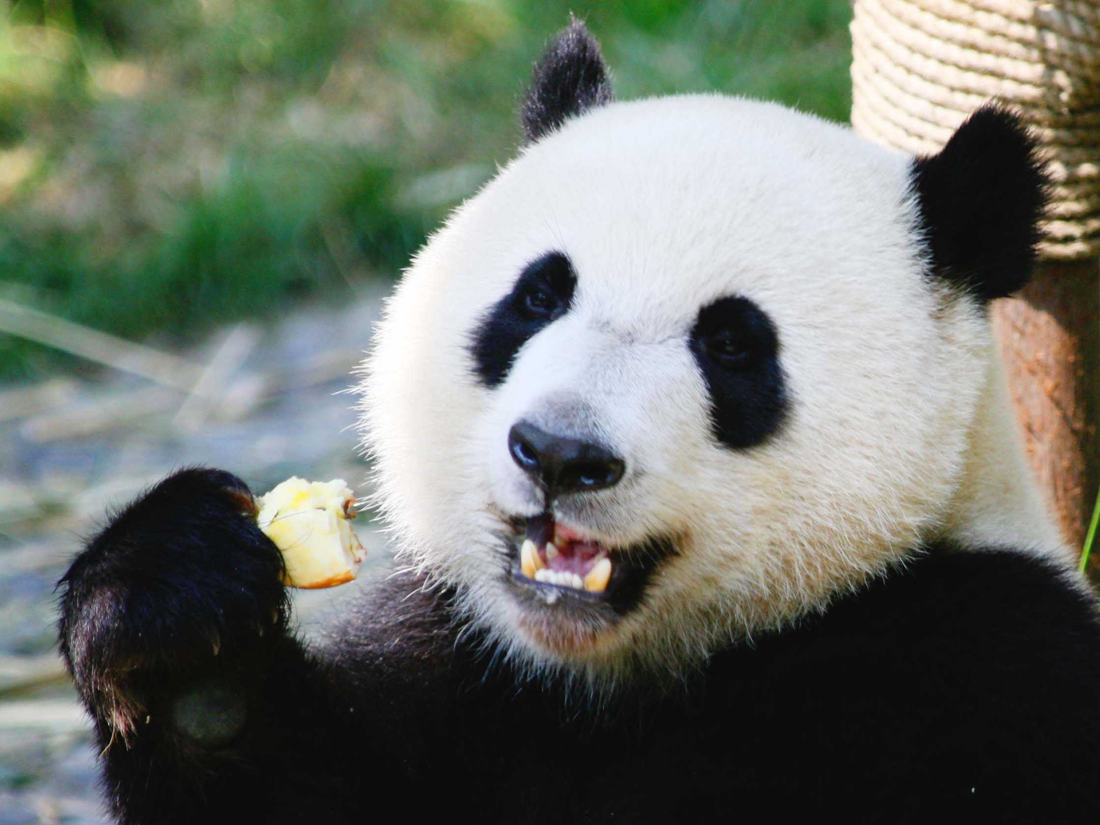 Панда улыбается