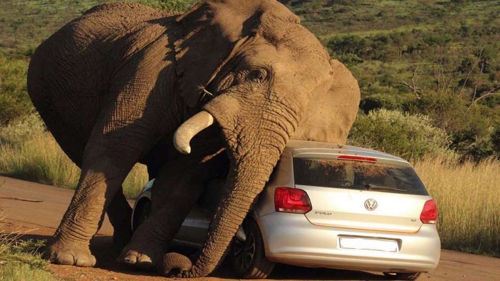 Хит сети: в Индии слон пытался передвинуть колонну авто. Видео