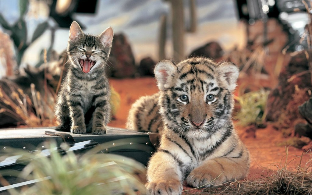 Забавная загадка про тигра и кота рассмешила пользователей сети. Фото