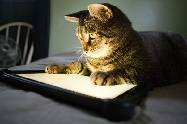 Современные коты с планшетами покорили сеть. Видео