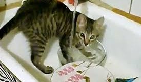 Кот, моющий посуду, стал звездой интернета. Видео
