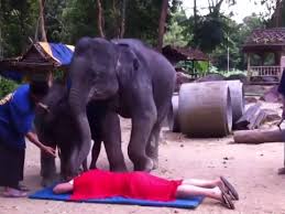 Хит сети: слоны сделали отличный массаж мужчине. Видео
