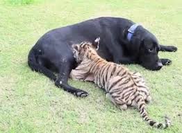 Хит сети: собака усыновила тигренка. Видео