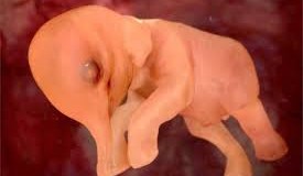 National Geographic открыли тайну рождения, показав эмбрионы животных в 4D
