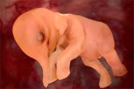 National Geographic открыли тайну рождения, показав эмбрионы животных в 4D