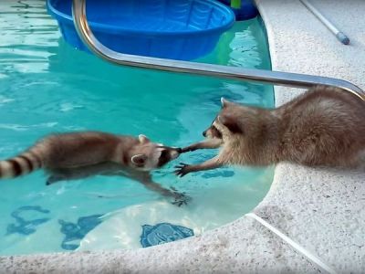 Заботливый енот помогает брату выбраться из бассейна. Видео