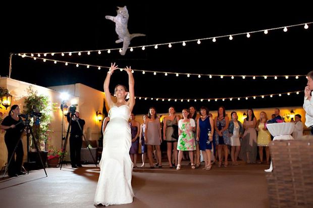Невесты на свадьбах стали бросать котов вместо букетов. Фото