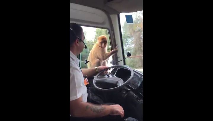 Хит сети: обезьяна украла еду у водителя автобуса. Видео