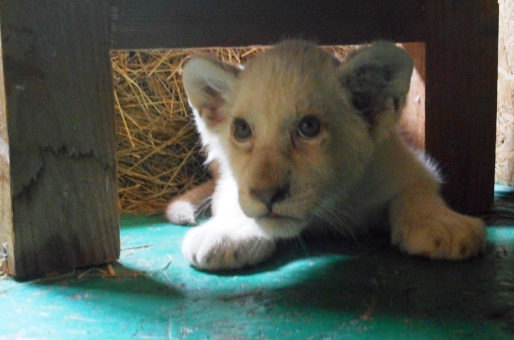 В бердянском зоопарке появился белый львенок. Фото