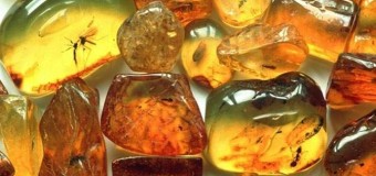 Запасы янтаря в Волынской области «тянут» на 4 млрд долларов