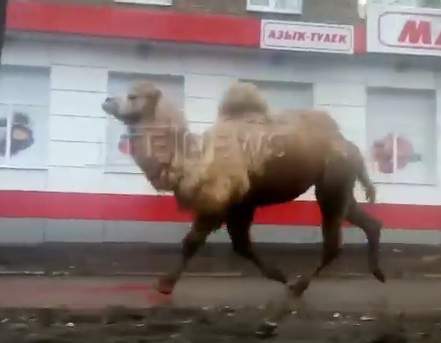 Хит дня: побег верблюда и медведя развеселил сеть. Видео