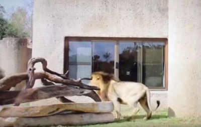 Хит сети: лев испугался своего отражения в окне. Видео