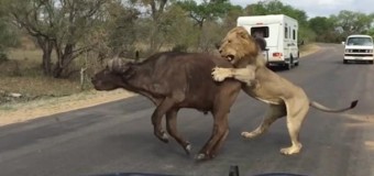 Лев напал на буйвола в нескольких шагах от машины туристов. Видео