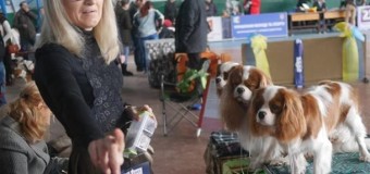 В Ужгороде открылась международная выставка собак. Фото