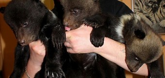 В харьковском зоопарке родилась тройня медвежат. Фото