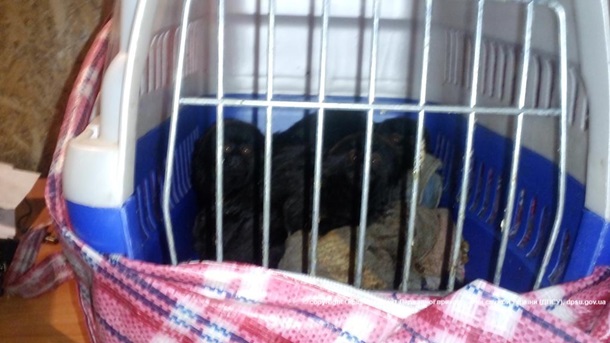В Луганской области задержали водителя, перевозившего шесть обезьян в авто. Фото